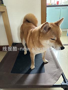 【车暂走】kh行军床中号好价54 - 线报酷