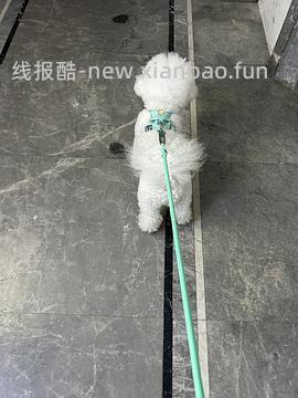 【车走】平价貌美牵引绳 - 线报酷