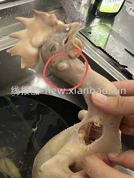 老母鸡简单作业 - 线报酷