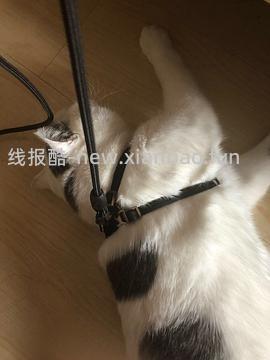 讨论/【教程】进阶版教程——如何将不到10块钱的牵引绳改造成100+的科学牵引绳 - 线报酷