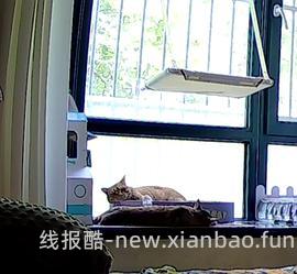 讨论/【科普】多猫家庭中几种不易察觉的冲突 - 线报酷