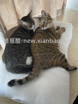 讨论/【科普】多猫家庭中几种不易察觉的冲突 - 线报酷