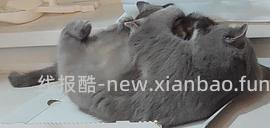 讨论/【科普】多猫家庭中几种不易察觉的冲突 - 线报酷