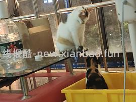 讨论/【科普】多猫家庭中几种不易察觉的冲突 - 线报酷