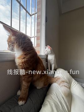 讨论/【科普】多猫家庭中几种不易察觉的冲突 - 线报酷