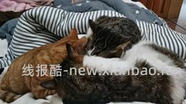 讨论/【科普】多猫家庭中几种不易察觉的冲突 - 线报酷