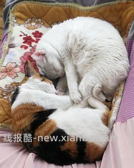 讨论/【科普】多猫家庭中几种不易察觉的冲突 - 线报酷