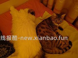 讨论/【科普】多猫家庭中几种不易察觉的冲突 - 线报酷