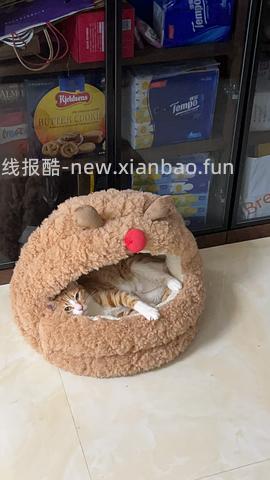 半价入Zeze巨可爱猫窝 - 线报酷