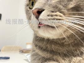 半价入Zeze巨可爱猫窝 - 线报酷