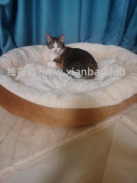 L码狗窝，不到10元 - 线报酷