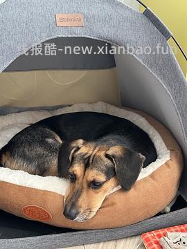 L码狗窝，不到10元 - 线报酷