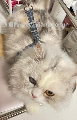 讨论/【教程】进阶版教程——如何将不到10块钱的牵引绳改造成100+的科学牵引绳 - 线报酷