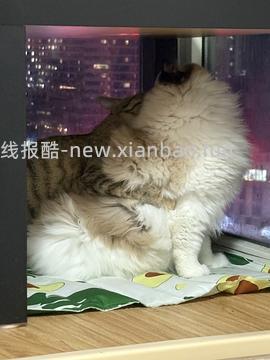 讨论/【科普】多猫家庭中几种不易察觉的冲突 - 线报酷