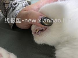 【科普】牙科问题和普通内科问题都可以留言，看到会回复 - 线报酷