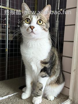 讨论/【科普】猫咪到底需不需要洗澡 - 线报酷