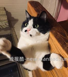 讨论/【科普】猫咪到底需不需要洗澡 - 线报酷