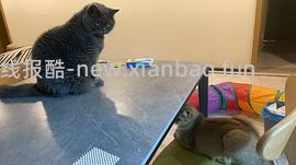 讨论/【科普】多猫家庭中几种不易察觉的冲突 - 线报酷