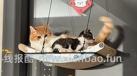 讨论/【科普】猫得了肿瘤怎么办 - 线报酷