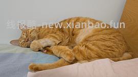 讨论/【科普】八岁猫全口拔牙记录 - 线报酷