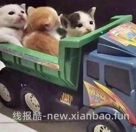 车走。东园物作勃肯鞋不到60r - 线报酷