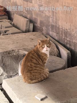 巨量流浪猫粮车！比瑞吉60斤141元或更低，粗蛋白28%（部分地区有货，北京还有货） - 线报酷
