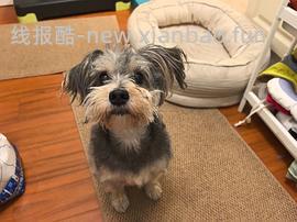 GiGwi贵为玩具专区75买204，36折到手，到手均价20以内 - 线报酷