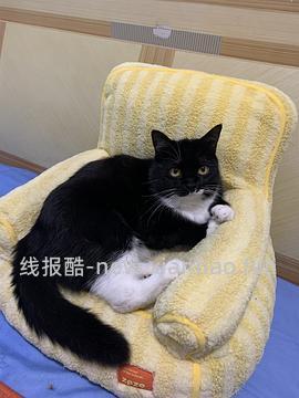 超好价貌美zeze猫窝62元 好像大部分地区无货了 - 线报酷