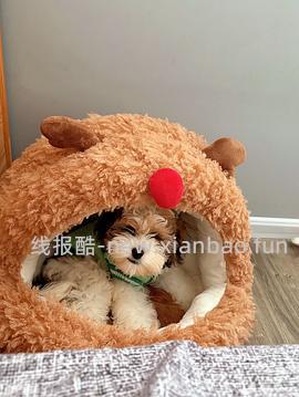 zeze蒙古包麋鹿猫窝44r左右（主楼更新有货地区） - 线报酷