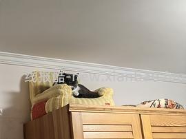 超好价貌美zeze猫窝62元 好像大部分地区无货了 - 线报酷