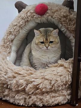 zeze蒙古包麋鹿猫窝44r左右（主楼更新有货地区） - 线报酷