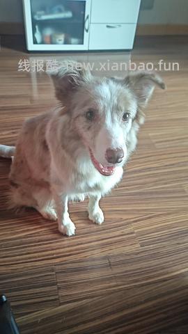 🚗进口狗粮bw10磅大袋253 - 线报酷