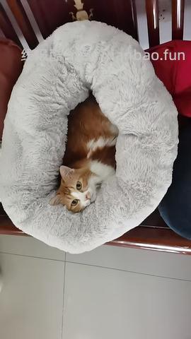 降温了要不要给🐱🐶买睡衣穿 到货的大家可以repo照片给我看看嘛🥺 - 线报酷