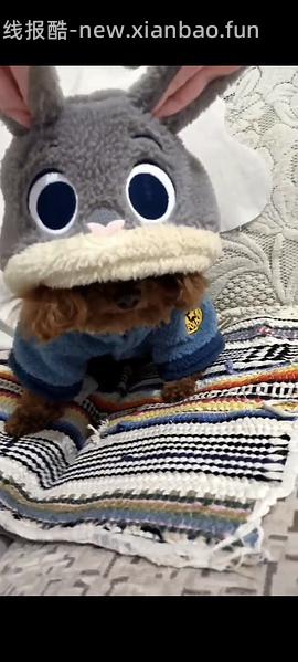 降温了要不要给🐱🐶买睡衣穿 到货的大家可以repo照片给我看看嘛🥺 - 线报酷