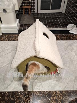 醒狮猫窝31左右 - 线报酷