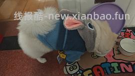 降温了要不要给🐱🐶买睡衣穿 到货的大家可以repo照片给我看看嘛🥺 - 线报酷