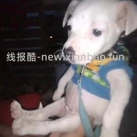 海露一般好价 - 线报酷