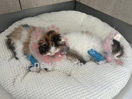 【科普】捡到一只小流浪怎么办！新猫到家干货省流贴！ - 线报酷