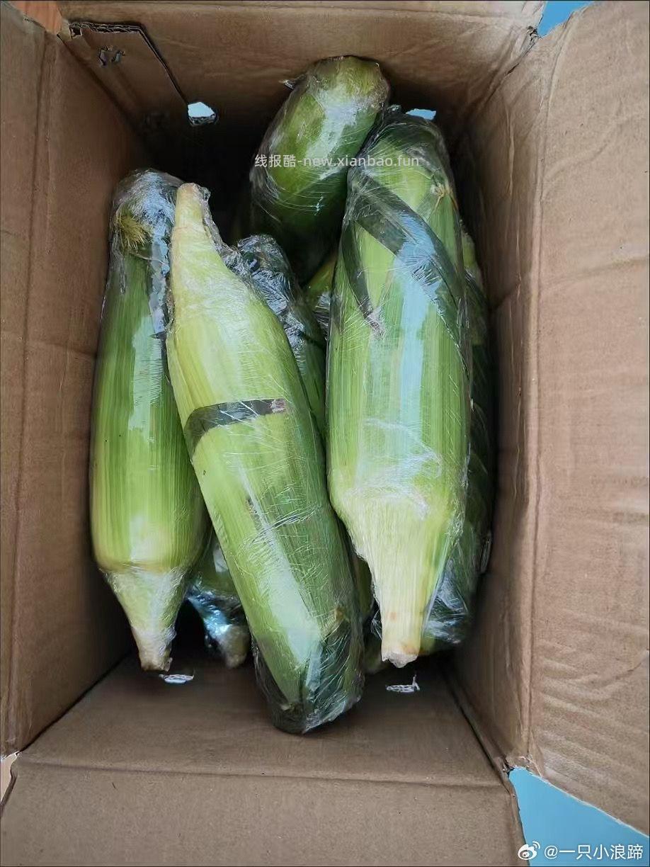 水果玉米来也 9斤精选 15.1元 - 线报酷