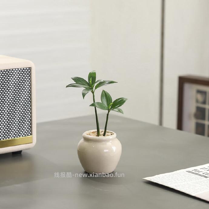 八芽园艺竹柏+陶瓷小茶罐盆 7.8元，八芽园艺小叶栀子花+陶瓷竖纹盆 8.7元 - 线报酷