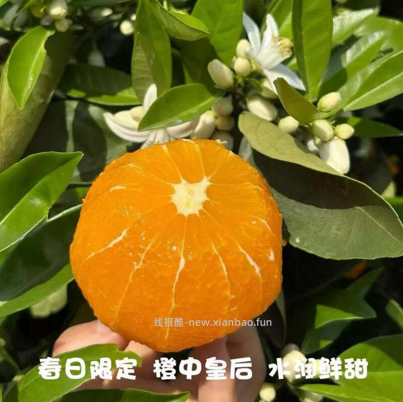 京觅秭归伦晚脐橙净重7斤 26.8元 - 线报酷