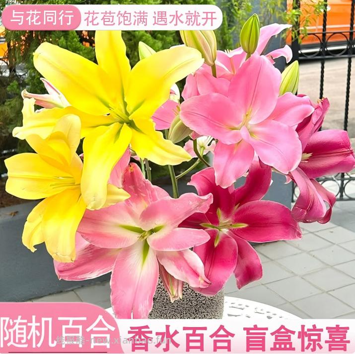 与花同行橙色水仙百合10枝 9.99元，与花同行非洲小菊20枝 13.98元 - 线报酷