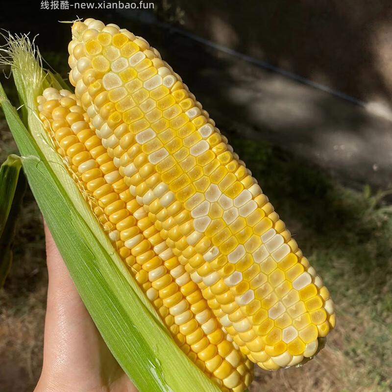 宝菜云南新鲜金银玉米带皮水果玉米净重5斤 15.9元 - 线报酷
