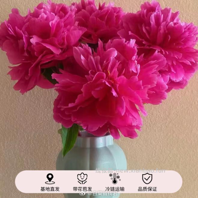 19.9 ToSpring 山东特A级重瓣芍药粉色5枝 包邮活动的 - 线报酷