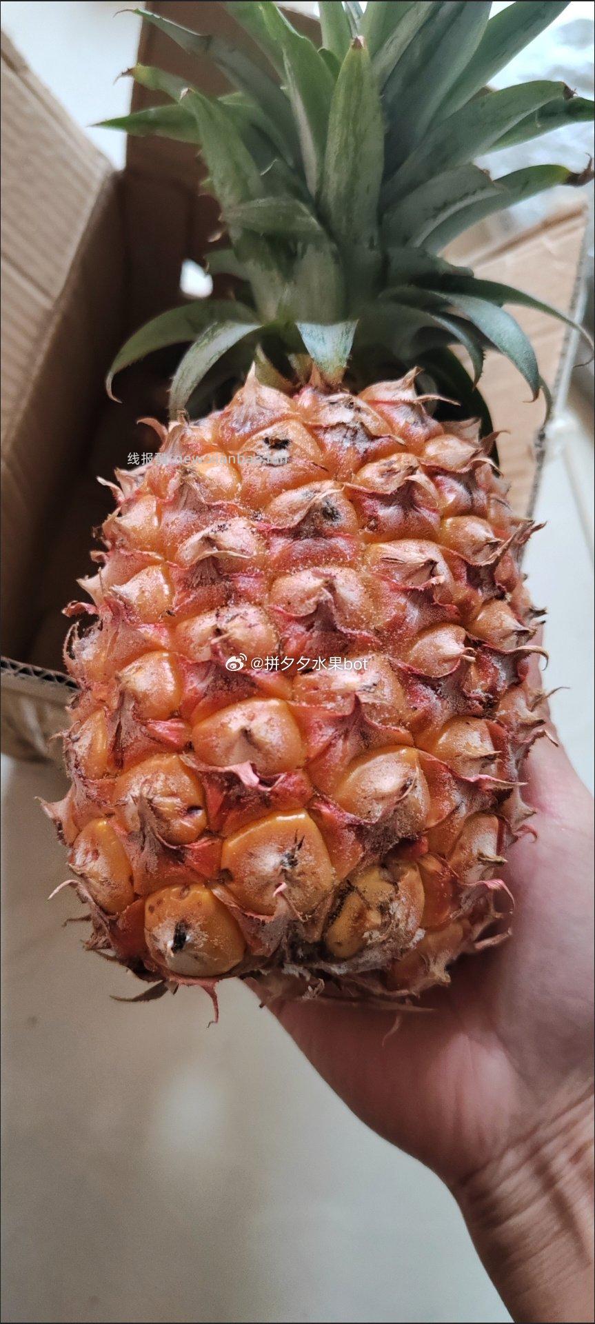 海南新鲜金钻凤梨2-2.5斤净重 9.9元 - 线报酷