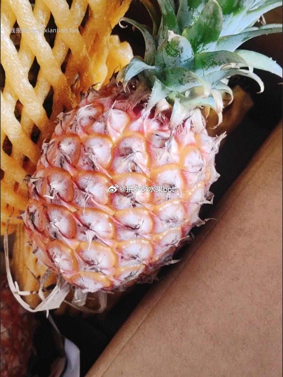 金钻凤梨2-2.5斤净重 9.9元 - 线报酷