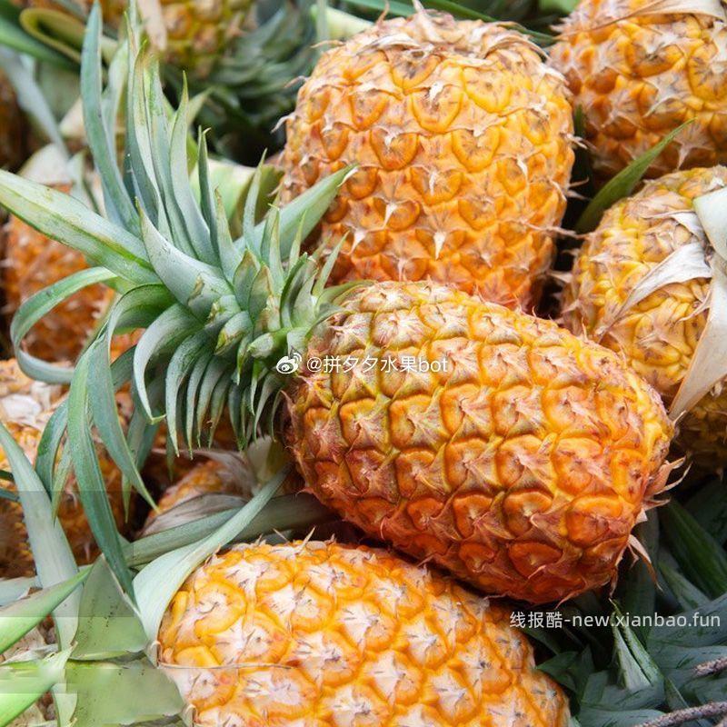 凤梨5斤 16.6元 - 线报酷