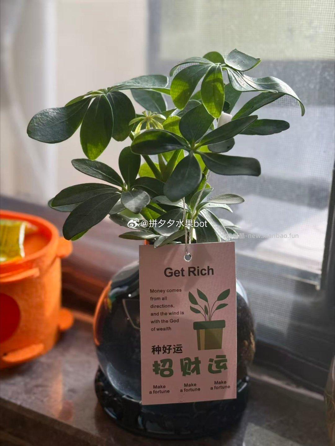 花了不到200百 再pdd买了十二种植物 等弄完给大家再看看效果 羞嗒嗒 - 线报酷