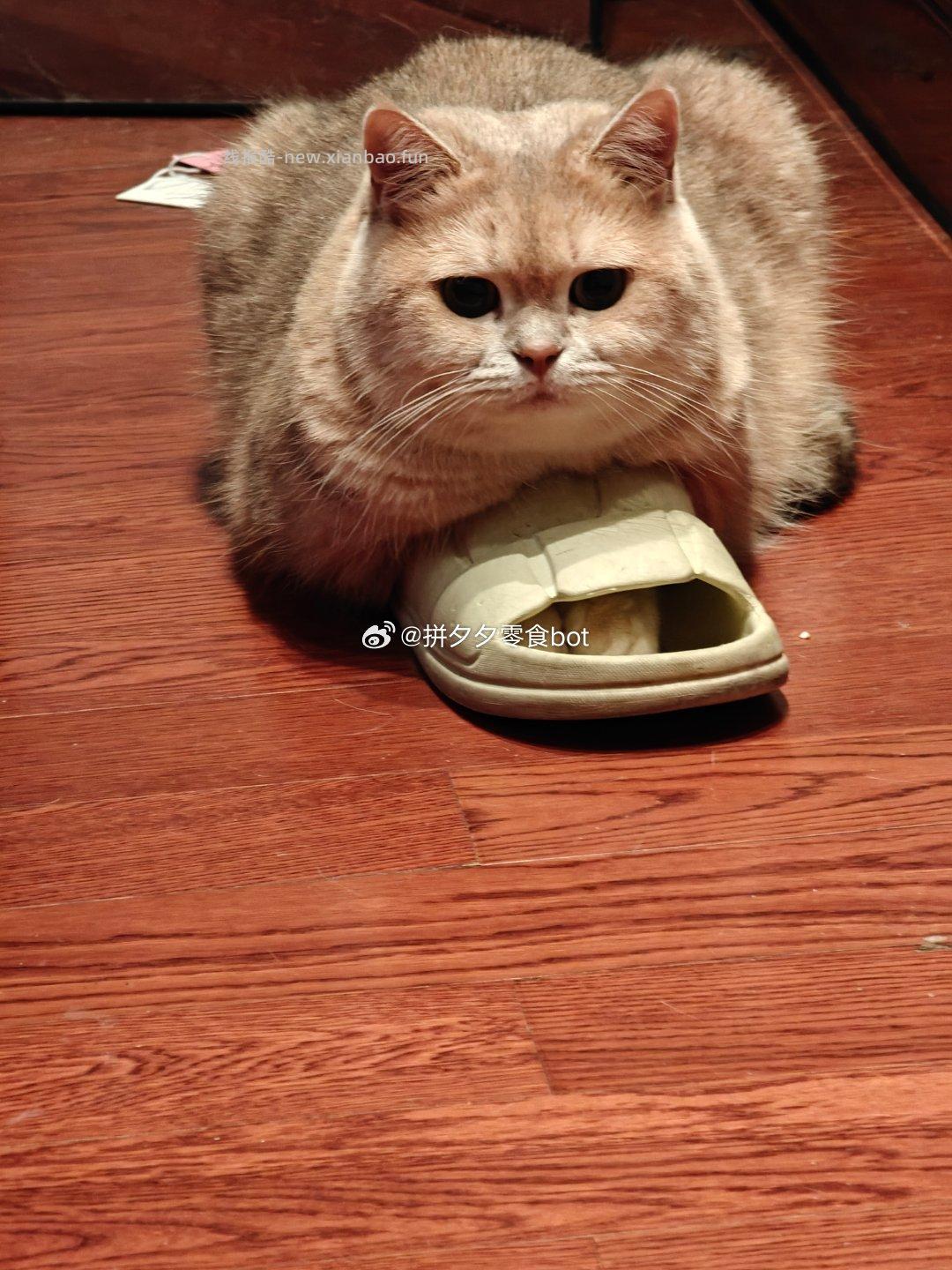 为啥猫咪喜欢把手手踹拖鞋里 晕 - 线报酷