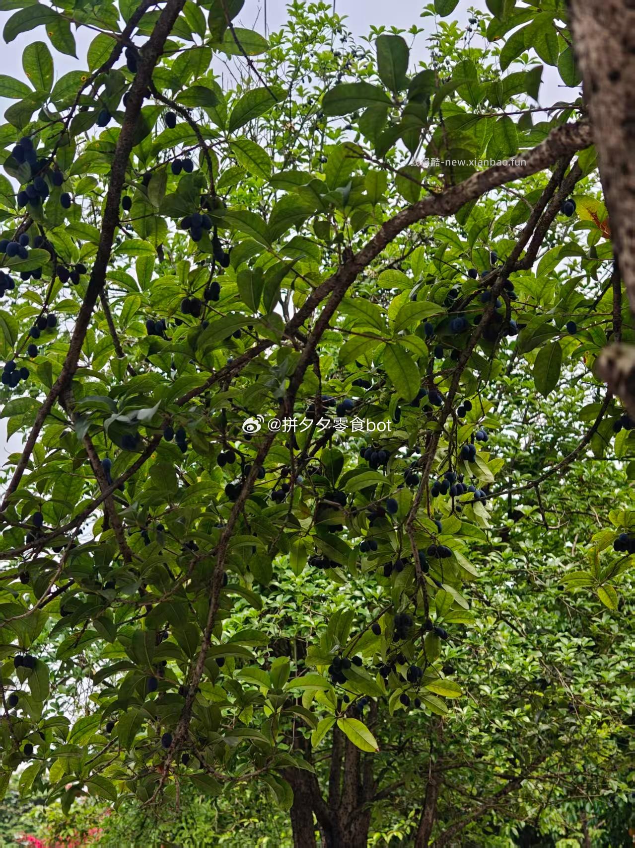 抬头一看还以为是蓝莓树呢 - 线报酷